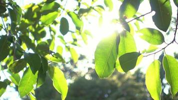 i raggi del sole si fanno largo tra le foglie verdi degli alberi. video