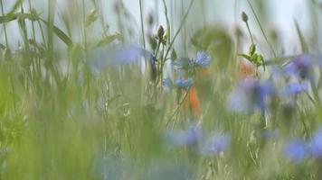 Red poppies on a poppy field with green grass in the meadow video