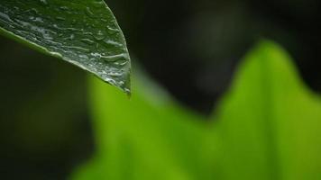Rain falling on a green leaf  video