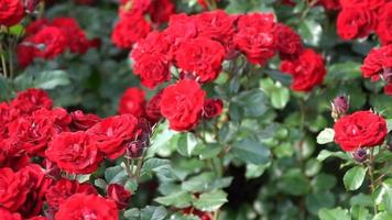 röda rosor på en blomsterrabatt på våren parkerar video