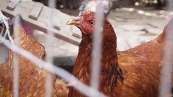 poules rouges dans la cour de poulet video