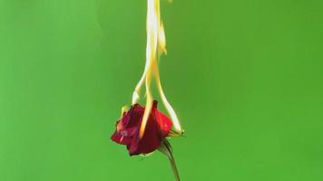 A fire on a red rose on green screen background, video