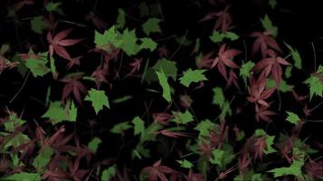 Falling Maple Leaves Autumn Background Animation video