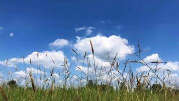 Grassland and sky. video