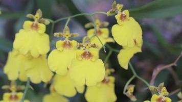 oncidium goldiana orkidéblomma i trädgården video