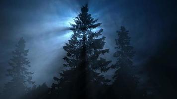 árbol de noche y luz mágica. video
