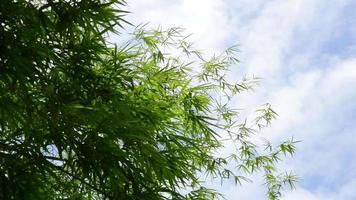 Top of bamboo tree was blown by the wind. video