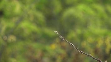 Macro de libélula sentada sobre una rama delgada video