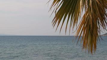 hojas de palmera en la playa de una isla junto al mar video