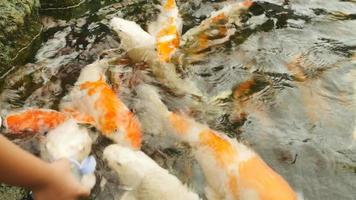Koi Fish Being Fed