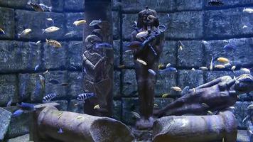 acquario sottomarino e statue video