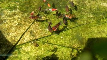 Troubling of goldfish swim around in the pond