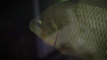 Close Up Of Fish In Dark Aquarium video