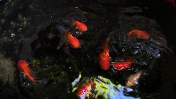 peixes dourados coloridos nadando video