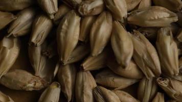 Rotating shot of barley and other beer brewing ingredients - BEER BREWING 117 video