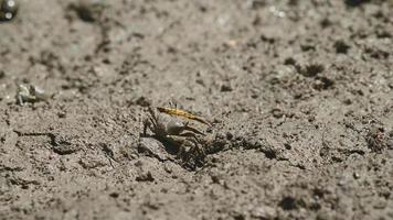 Geigenkrabbe im Schlamm video