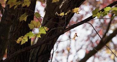 Prise de vue en contre-plongée du grand arbre avec quelques feuilles et branches avec des arbres en arrière-plan en 4k video