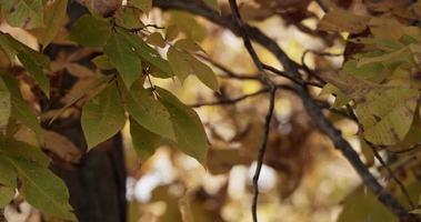 Foto relajante de hojas verdes moteadas movidas por el viento sobre fondo de bosque desenfocado en 4k video