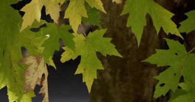 feuilles vertes et feuilles sèches en haut de la scène avec tronc défocalisé en arrière-plan en 4k video