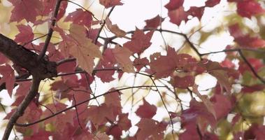 Close up of pink and red leaves in tree branches with blurred sky background in 4K video