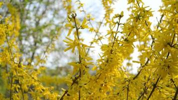 Forsythienbüsche blühten gelbe Blüten. An einem sonnigen Frühlingstag begann der Busch gelbe Blüten zu blühen. schöner Busch im Sonnenlicht video