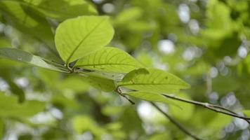 grüne Blätter eines Baumes, der im Sommer vom Wind weht. video