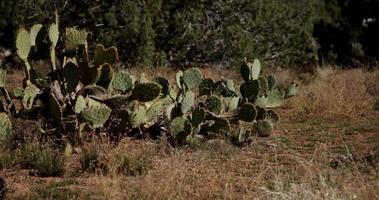 panorering skott av oval kaktus och buskar på marken video