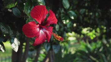 hermosa flor roja toma panorámica video