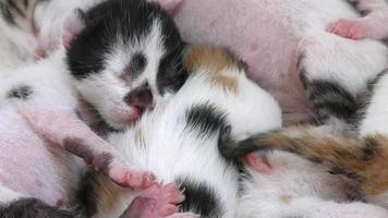 doces gatinhos de estimação dormindo no peito da mãe