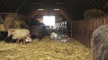 Baby goats playing around in a barn video