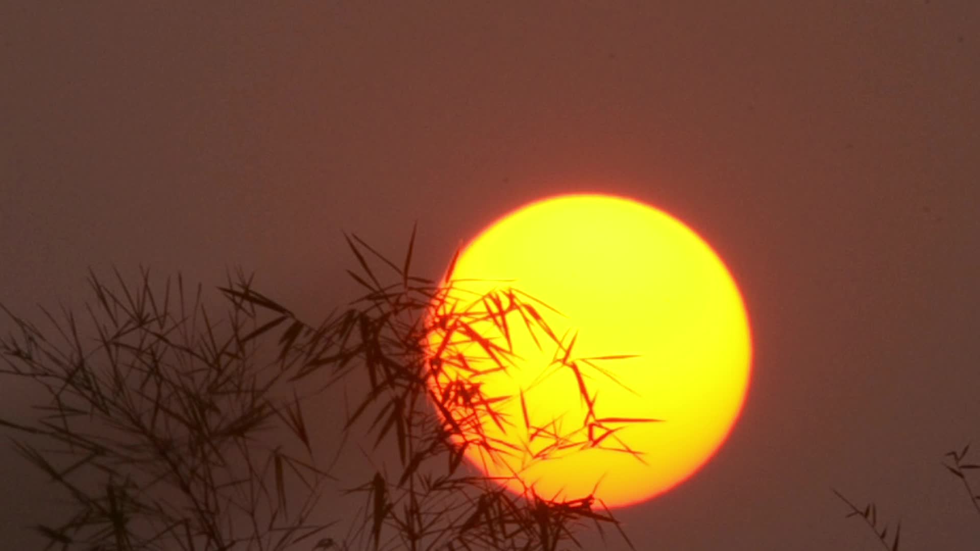el sol saliendo por la mañana 1808658 Vídeo de stock en Vecteezy