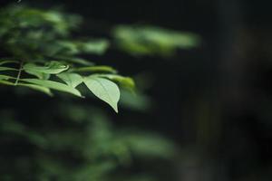 Close-up de hojas verdes sobre fondo de hoja borrosa