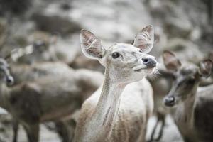 Close-up of deer herd photo