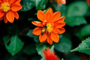 abeja en una flor de naranja foto