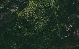 Green bush in the forest photo