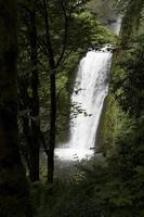 Waterfall in a forest photo