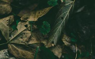 brown withered leaves during daytime photo