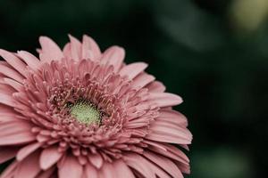 primer plano de una flor rosa foto