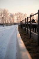 Snowy road and cattle