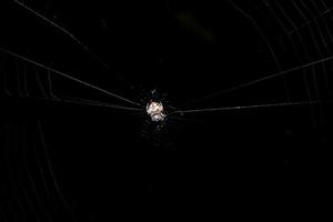 Spider in the spider web photo