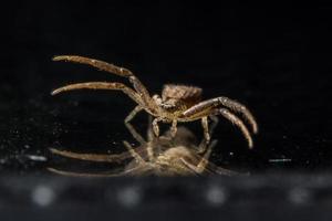 Spider on glass surface photo