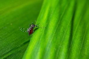 Mosquito on a leaf photo