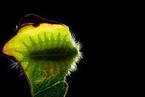 Caterpillar on a leaf photo