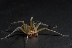 Spider, close-up photo