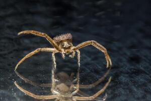 araña en la superficie del vidrio foto