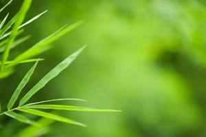 Green bamboo background photo