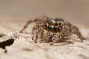 Spider on a leaf photo