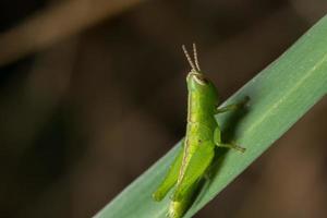 Grasshopper on a leaf photo