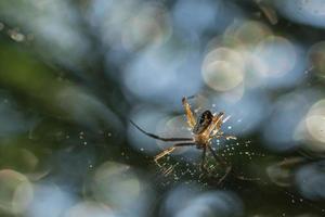 Spider in the spider web photo