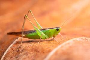 saltamontes verde en una hoja foto